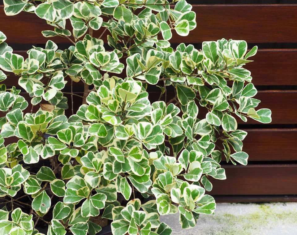 פיקוס סוויט-הארט | עציץ בנפח 10 ליטר