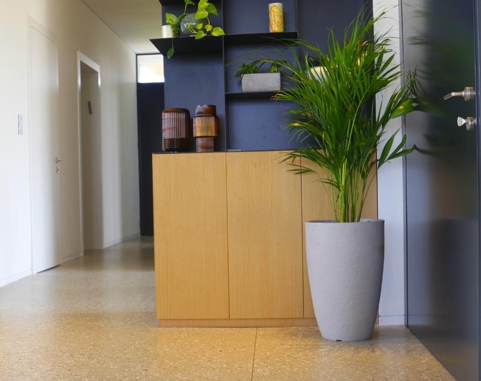 כד פמילי | 50 ס״מ | צמח דקל אריקה