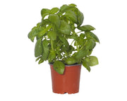 בזיליקום | עציץ בקוטר 12 ס״מ