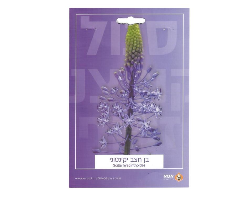 בן-חצב יקינטוני | 1 יחידה