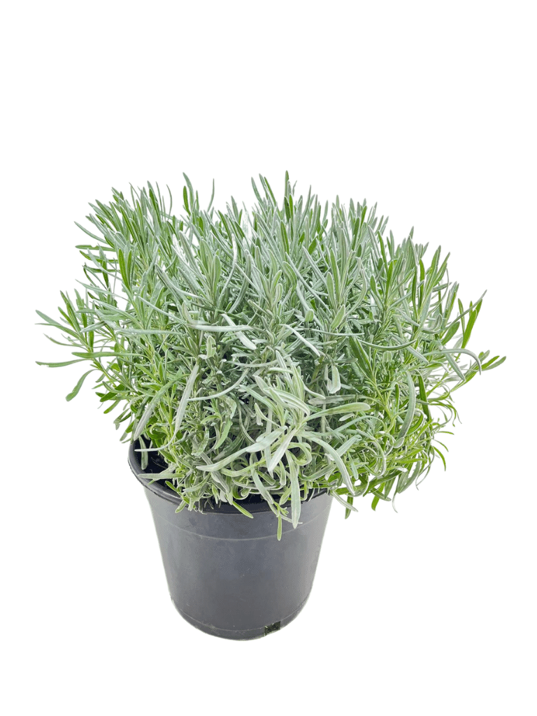 לוונדר רפואי (זקוף) | עציץ בנפח 10 ליטר