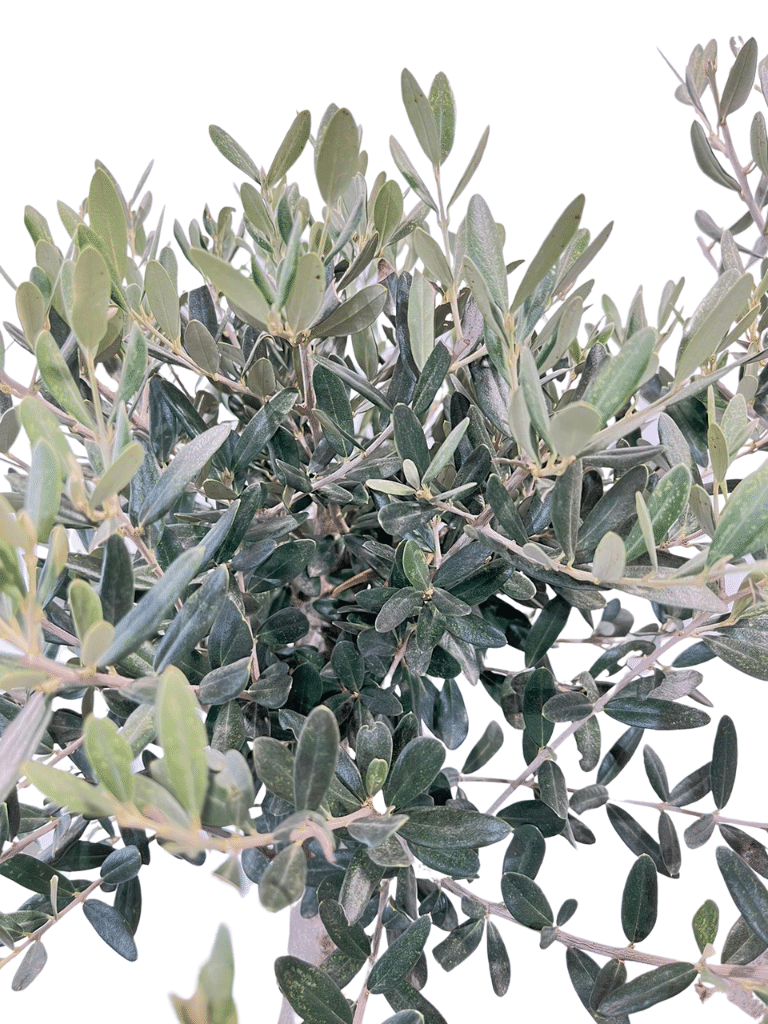 עץ זית פונפונים | עציץ בנפח 50 ליטר