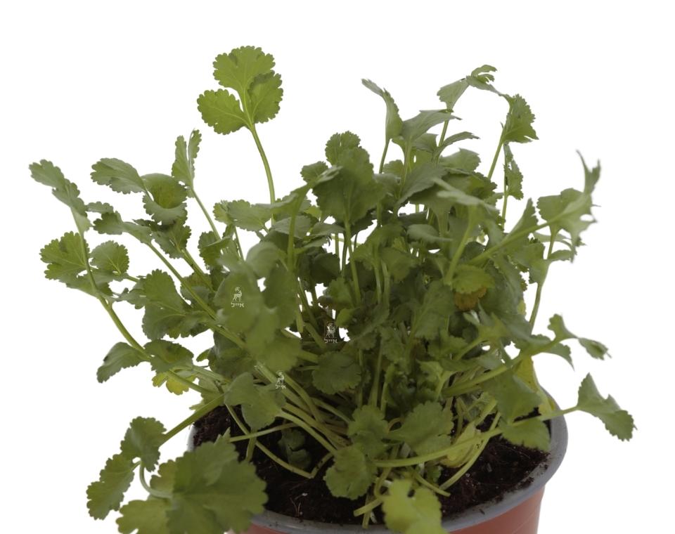 כוסברה | עציץ בקוטר 12 ס"מ