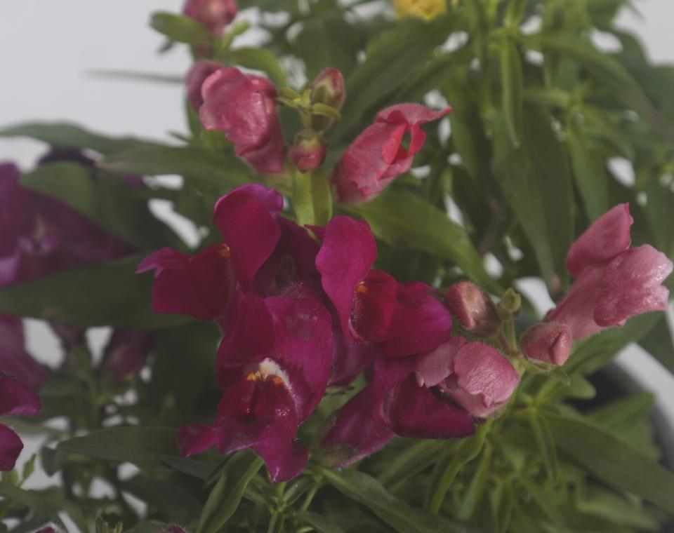 קיט 3 לוע הארי | עציץ בקוטר 12 ס"מ