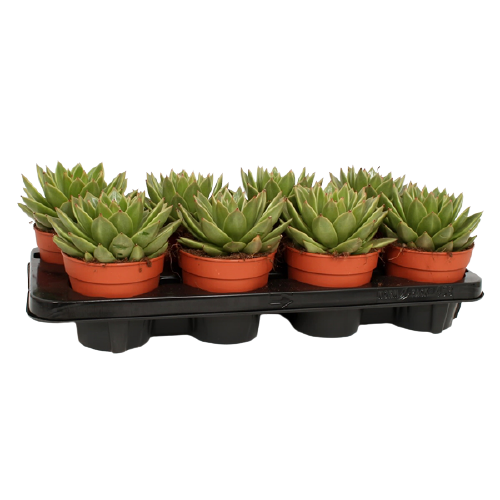 אכווריה אגבויידס (ליפסטיק) | עציץ בקוטר 12 ס"מ