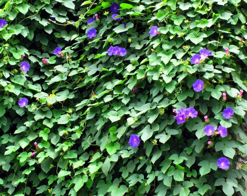 לפופית נאה | עציץ בנפח 10 ליטר