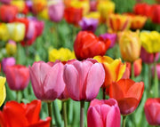 מארז פקעות | תערובת צבעוני | 6-30 יחידות