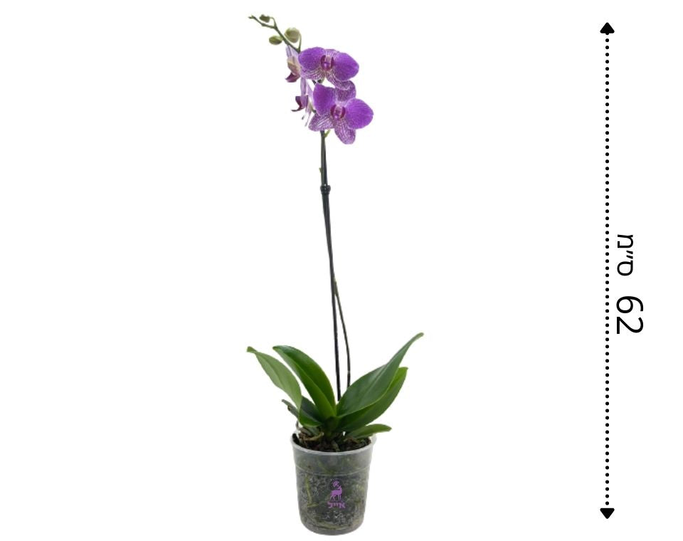 סחלב חד-ענפי | סגול | עציץ קוטר 12 ס"מ