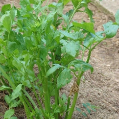 כרפס | עציץ בקוטר 12 ס״מ