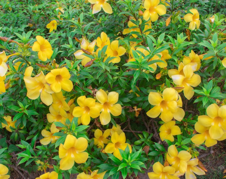 אלמנדה | עציץ בנפח 10 ליטר