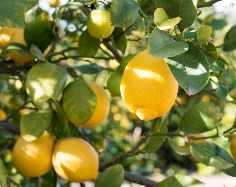 לימון יוריקה | עציץ בנפח 25 ליטר
