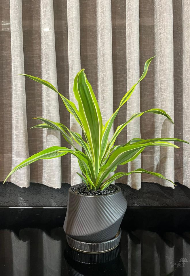 כד מעוצב | דרצנה למון ליים | שחור | קטן