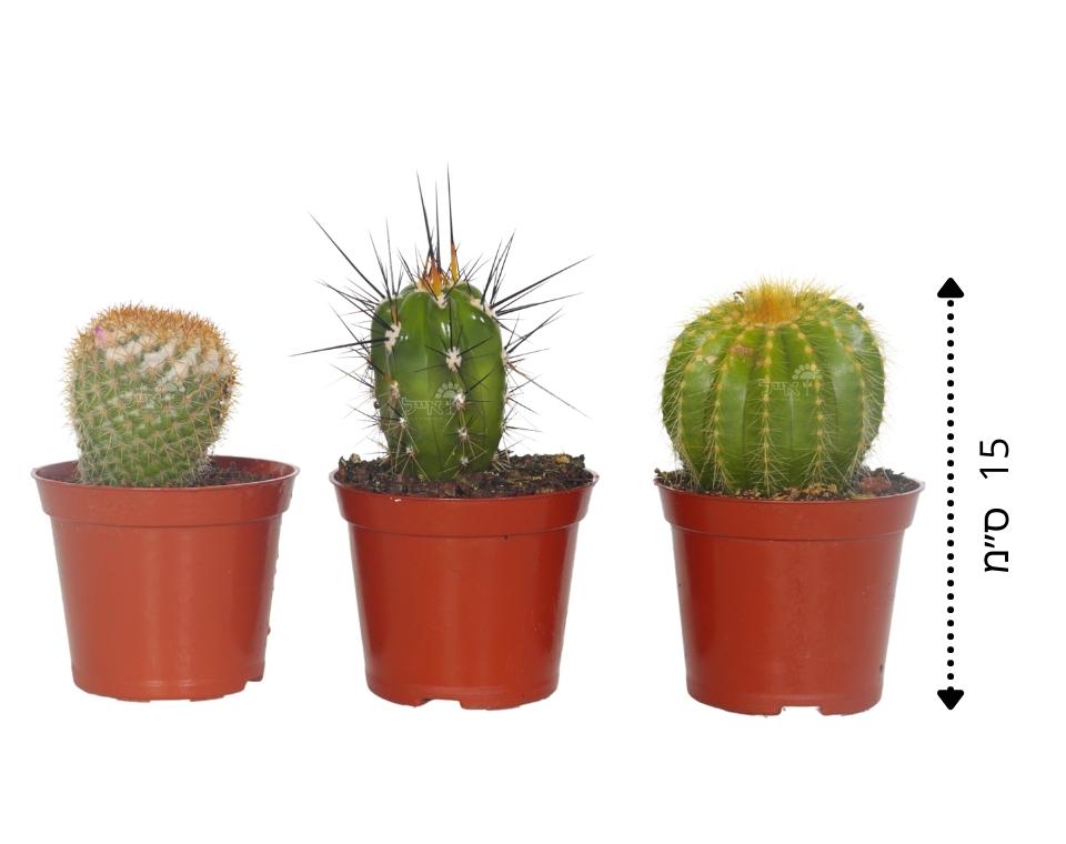 קיט 3 קקטוסים קוצניים | עציץ בקוטר 8 ס"מ