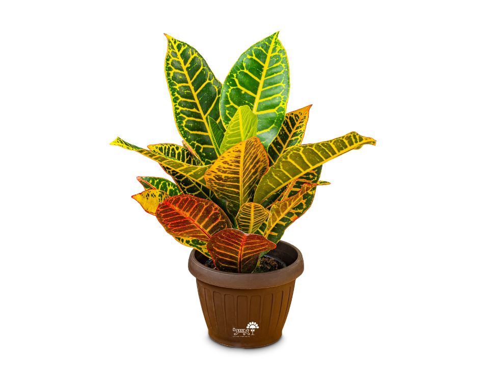 קרוטון פטרה | עציץ בנפח 10 ליטר