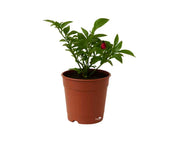 פלפל חריף | עציץ בקוטר 12 ס״מ