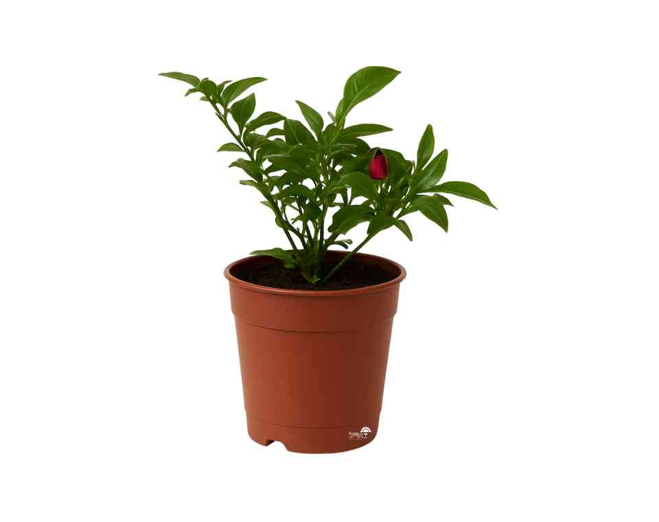 פלפל חריף | עציץ בקוטר 12 ס״מ