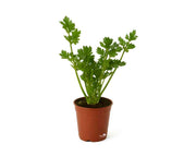 כרפס | עציץ בקוטר 12 ס״מ