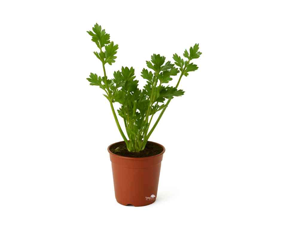 כרפס | עציץ בקוטר 12 ס״מ