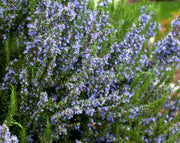 רוזמרין זקוף | עציץ בנפח 4 ליטר