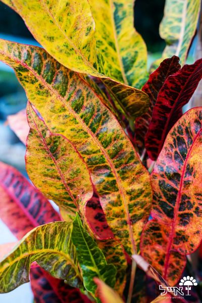 קרוטון פטרה | עציץ בנפח 4 ליטר