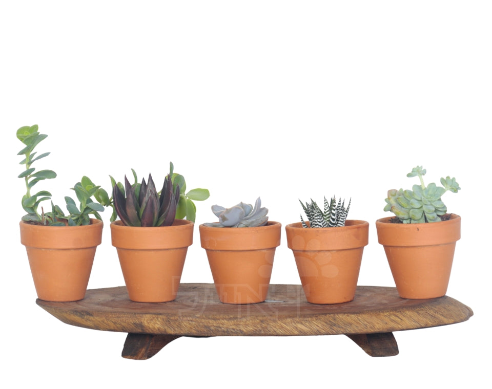 מארז מתנה | 5 סקולנטים | בכלי חרס טרקטורה