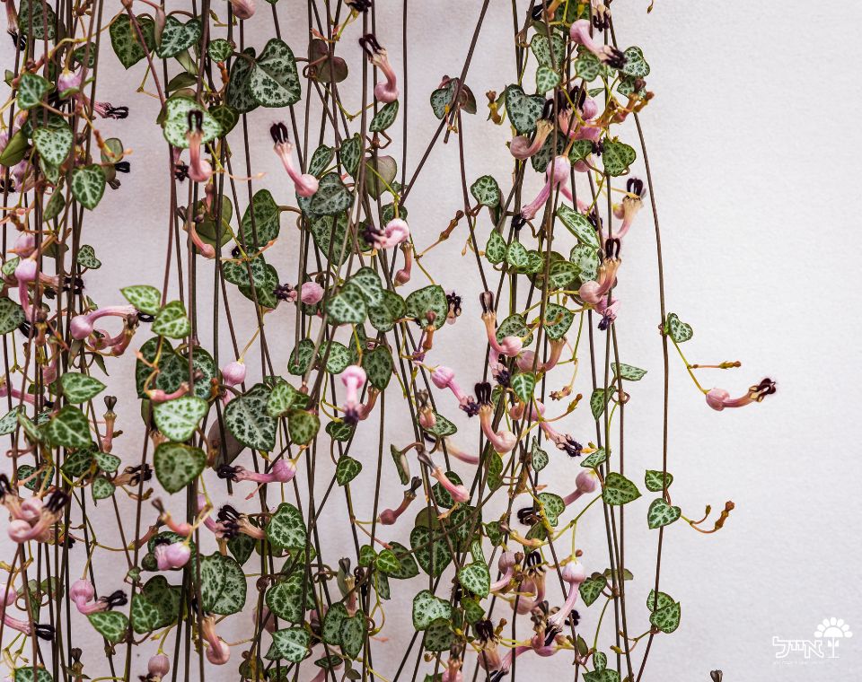 שעוונית זוחלת | עציץ לתלייה בקוטר 15 ס"מ