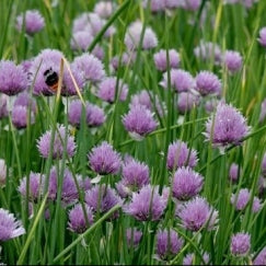 עירית | עציץ בקוטר 12 ס״מ
