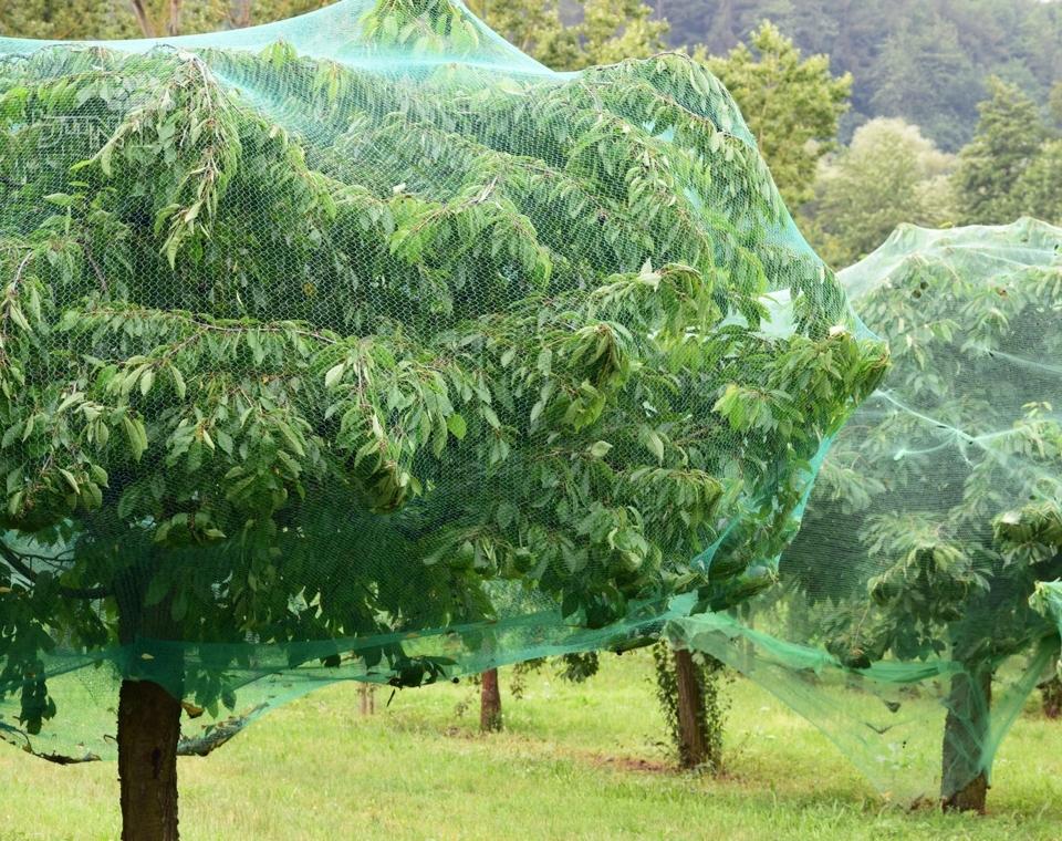 רשת הגנה לעצים | מגן מציפורים ומזיקים | בגדול 6*6