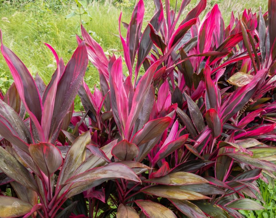 קורדיליין | עציץ בנפח 10 ליטר