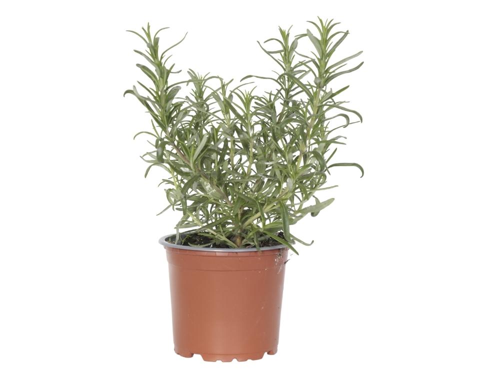 רוזמרין זקוף | עציץ בקוטר 12 ס"מ