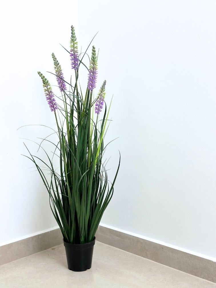 עשבוני לבנדר קטן | גובה 95 ס''מ