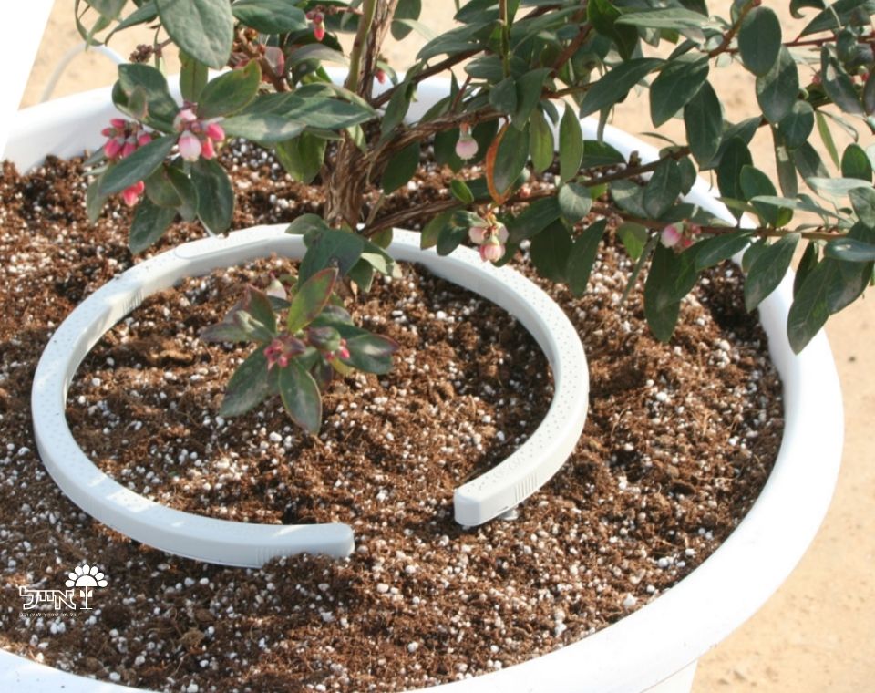 נטבואו (Netbow) | טפטפת קשת להשקיית עציצים | 8 יציאות בספיקה של 2 ל"ש