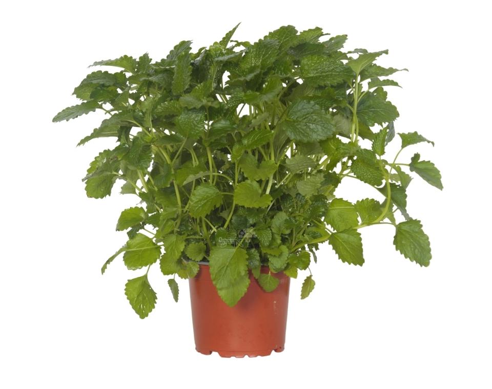 מליסה | בעציץ קוטר 12 ס״מ