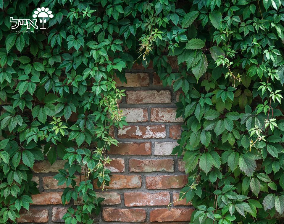 גפנית מחומשת | עציץ בנפח 10 ליטר