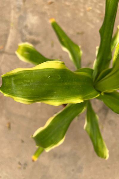 דרצנה (במבוק) גולדן | עציץ בקוטר 12 ס"מ