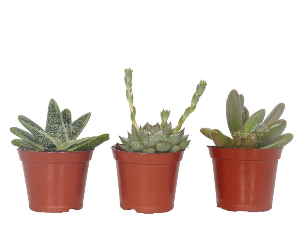 קיט 3 סקולנטים בשרניים | עציץ בקוטר 8 ס"מ