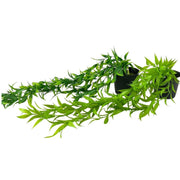 עציץ נשפכים פסטורלי