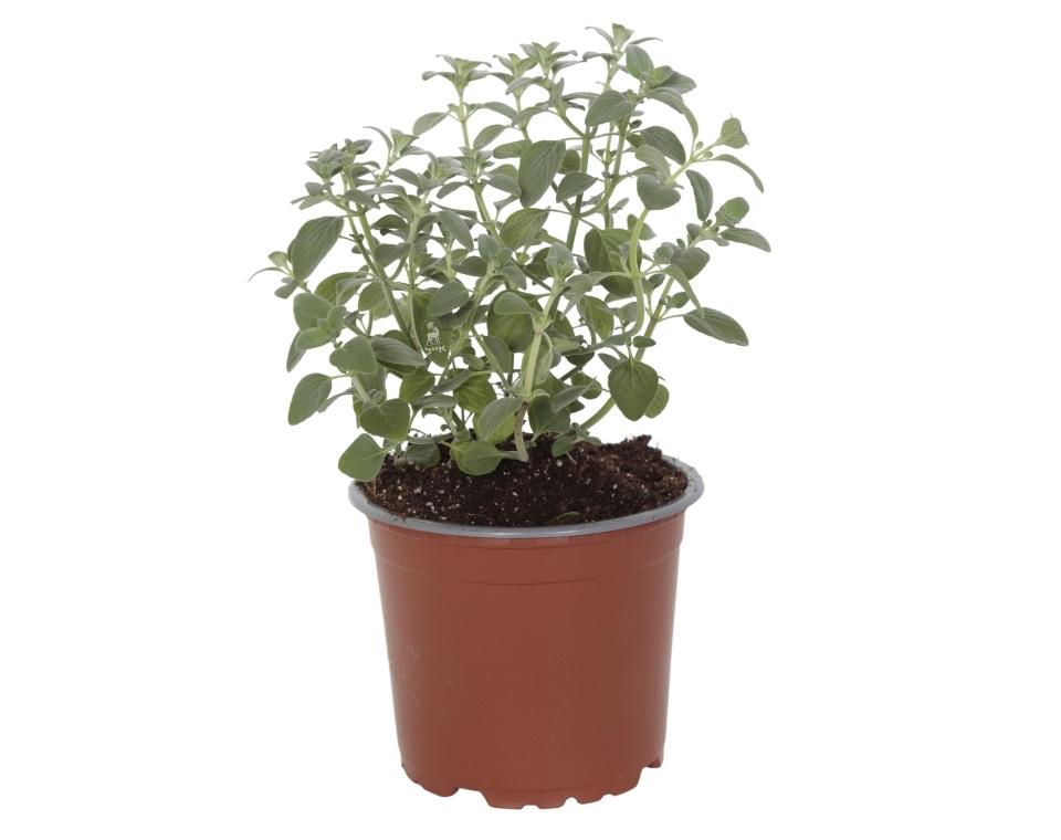 אורגנו | עציץ בקוטר 12 ס״מ