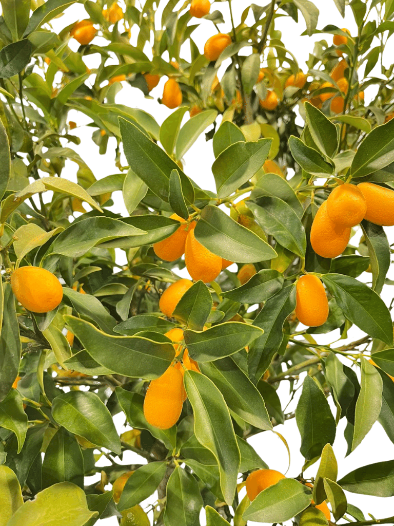 תפוז סיני (קומקוואט) | עציץ בנפח 70 ליטר