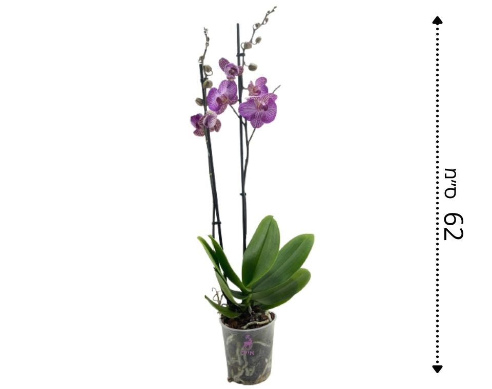 סחלב דו-ענפי | סגול | עציץ קוטר 12 ס"מ