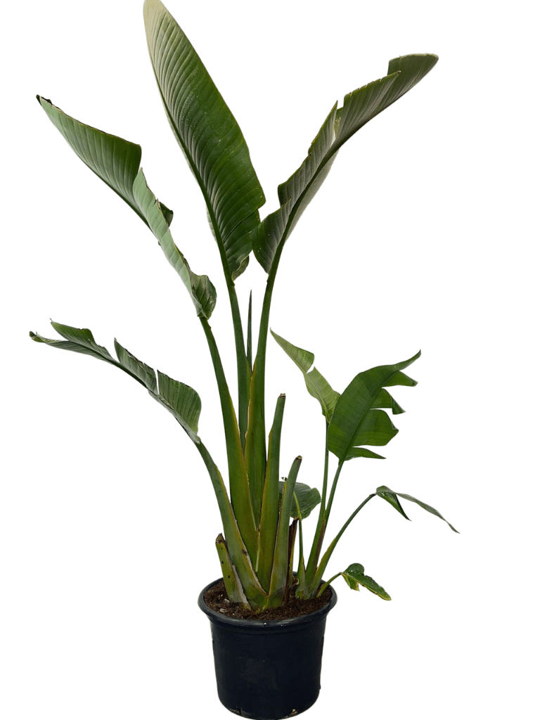 ציפור גן עדן ניקולאי | עציץ בנפח 25 ליטר