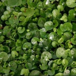 דיכונדרה ירוקה | עציץ בקוטר 12 ס"מ