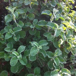 זעתר | עציץ בקוטר 12 ס"מ