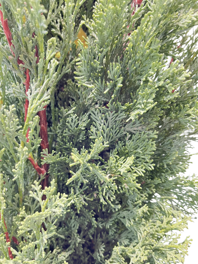 ברוש מצוי (טוטם) | עציץ בנפח 25 ליטר