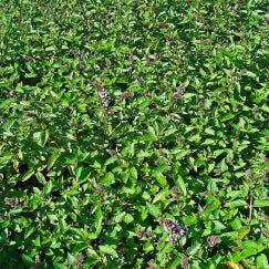 מנטה | עציץ בקוטר 12 ס״מ