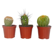קיט 3 קקטוסים קוצניים | עציץ בקוטר 8 ס"מ