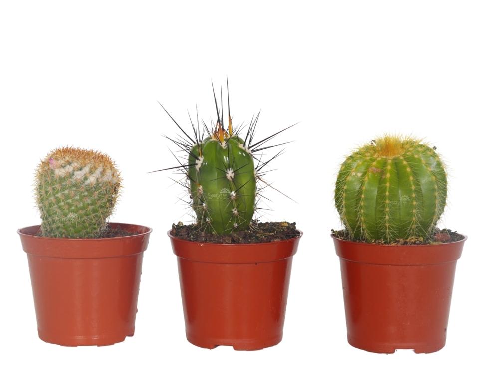 קיט 3 קקטוסים קוצניים | עציץ בקוטר 8 ס"מ
