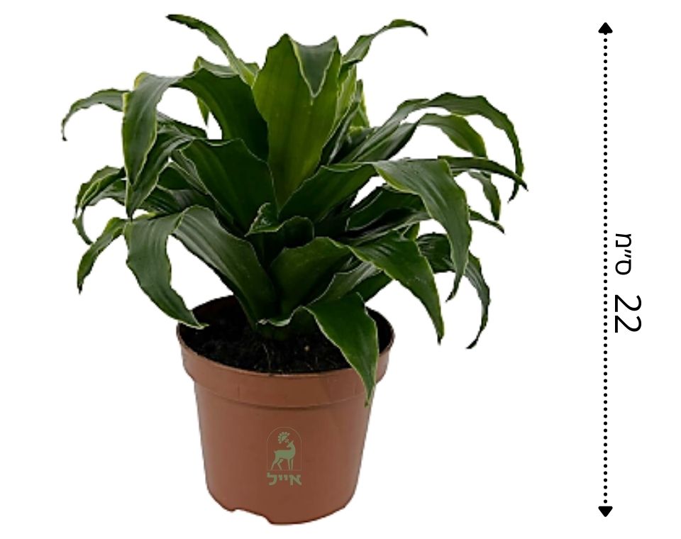 דרצנה קומפקטה | עציץ בקוטר 12 ס"מ