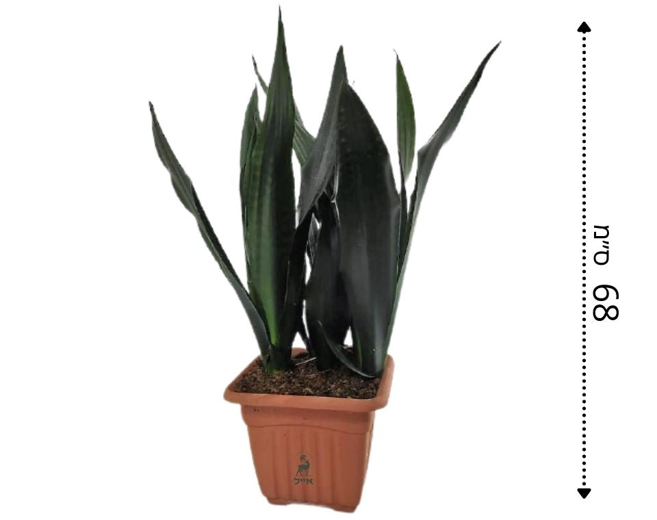 סנסיווריה ירוקה | עציץ בנפח 10 ליטר