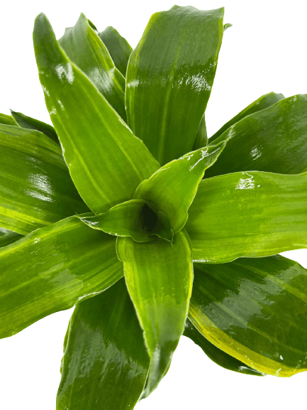 דרצנה קומפקטה | עציץ בקוטר 12 ס"מ